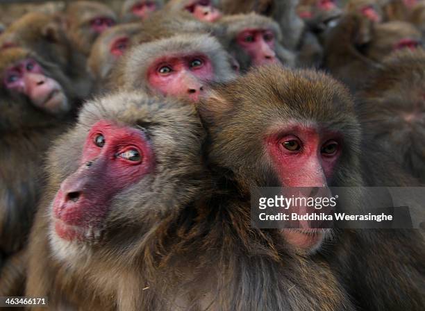 Japanese macaque monkeys huddle together in a group to protect themselves against the cold weather at Awajishima Monkey Center on January 18, 2014 in...