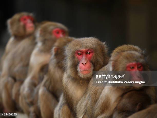 Japanese macaque monkeys huddle together in a group to protect themselves against the cold weather at Awajishima Monkey Center on January 18, 2014 in...
