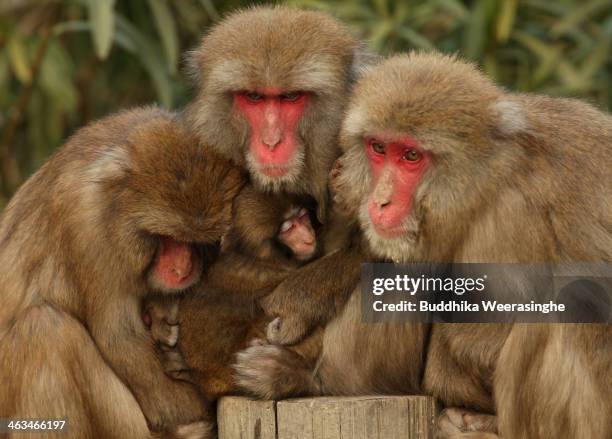 Japanese macaque monkeys huddle together in a group to protect themselves against the cold weather at Awajishima Monkey Center on January 18, 2014 in...