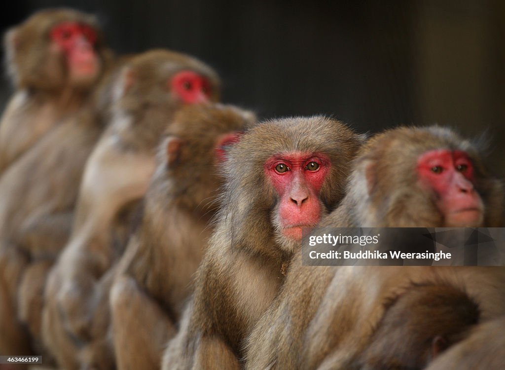 Japanese Macaques Form Huddle To Keep Warm