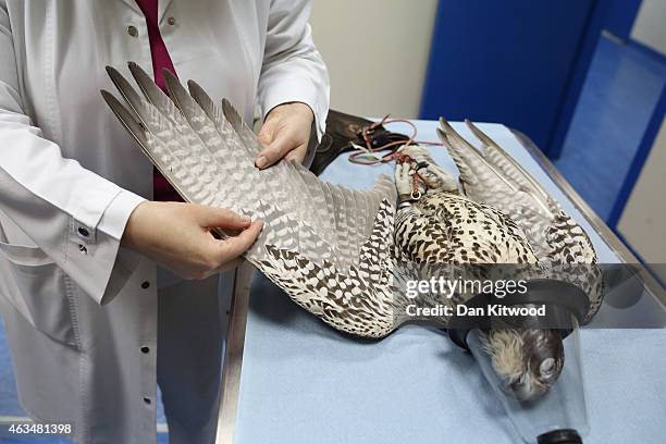 Falcon has it's feathers checked under anesthetic at the Abu Dhabi Falcon Hospital, on February 3, 2015 in Abu Dhabi, United Arab Emirates. The Abu...