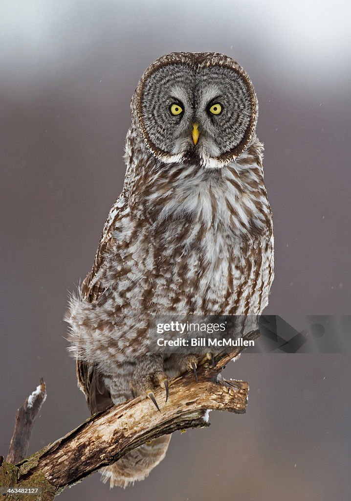 Strix Nebulosa (Great Gray Owl)