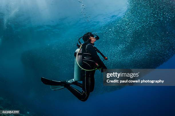 sardine shoal at kontiki - scuba diving ストックフォトと画像