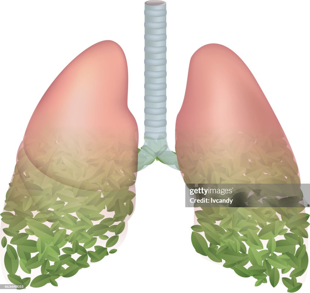 Lung