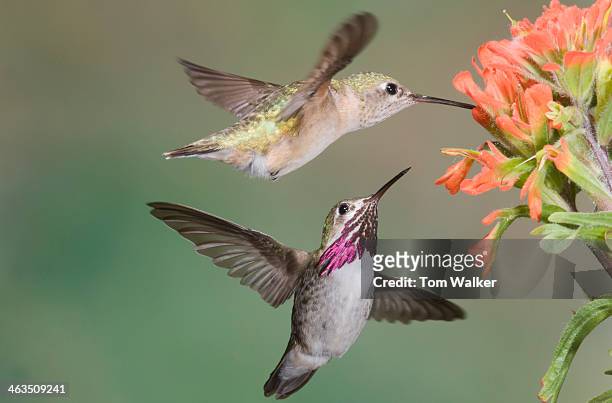 calliope hummingbirds - calliope hummingbird stock pictures, royalty-free photos & images