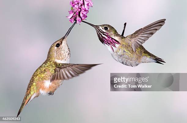 female rufous hummingbird and male calliope - calliope hummingbird stock pictures, royalty-free photos & images