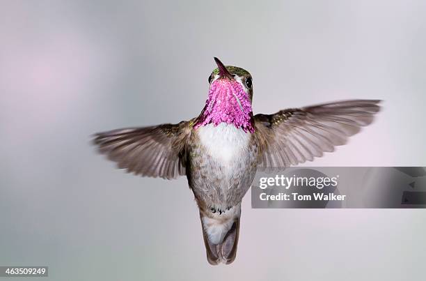 calliope hummingbird - calliope hummingbird stock pictures, royalty-free photos & images