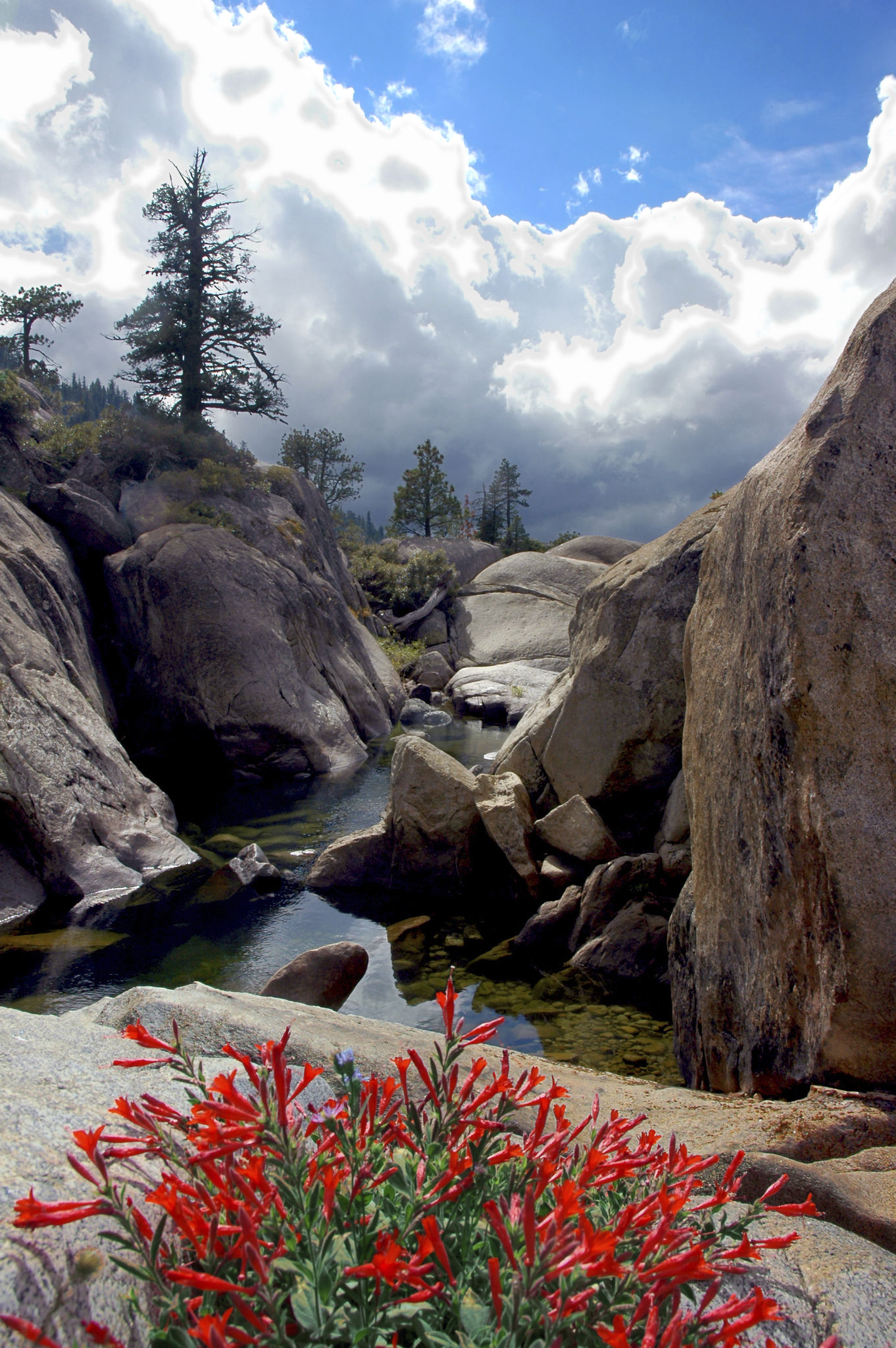 pinecrest park