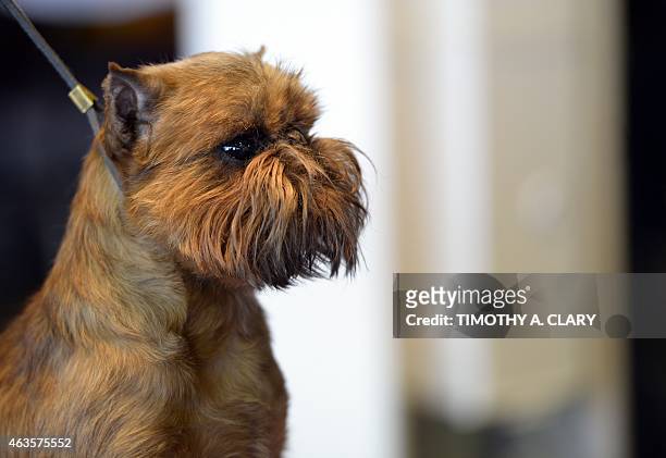 Brussels Griffon in the benching area at Pier 92 and 94 in New York City on the first day of competition at the 139th Annual Westminster Kennel Club...