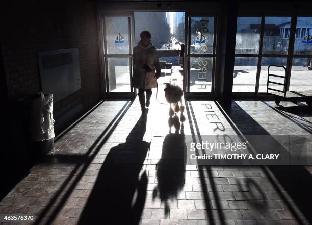 Handler and a Poodle enter the benching area at Pier 92 and 94 in New York City on the first day of competition at the 139th Annual Westminster...