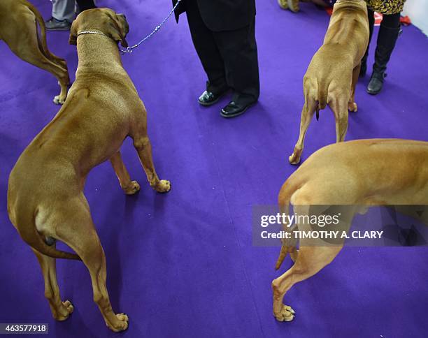 Rhodesian Ridgebacks in the benching area at Pier 92 and 94 in New York City on the first day of competition at the 139th Annual Westminster Kennel...