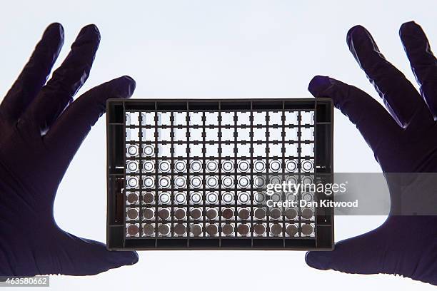 Scientist examining cells in a 96-well plate. These plates allow scientists to look at lots of cells at the same time and directly compare cells that...