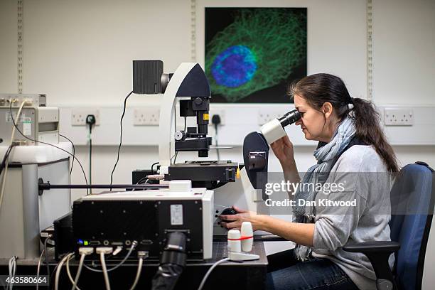 Scientist looks at cells through a fluorescent microscope at the laboratories at Cancer Research UK Cambridge Institute on December 9, 2014 in...