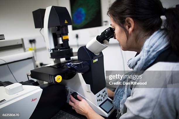 Scientist looks at cells through a fluorescent microscope at the laboratories at Cancer Research UK Cambridge Institute on December 9, 2014 in...