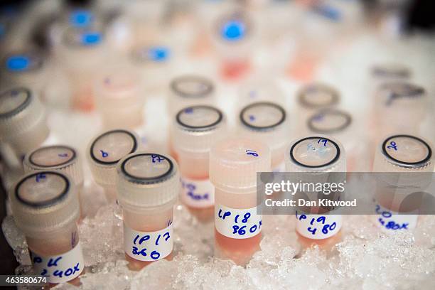 Vials containing biological samples are stored on ice to keep them fresh before being analysed to see how they are affected by chemotherapy drugs at...