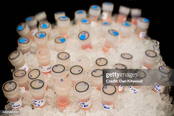 Vials containing biological samples are stored on ice to keep them fresh before being analysed at the Cancer Research UK Cambridge Institute on...