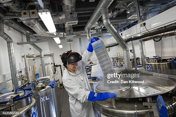 Scientist lowers biological samples into a liquid nitrogen storage tank at the Cancer Research UK Cambridge Institute on December 9, 2014 in...