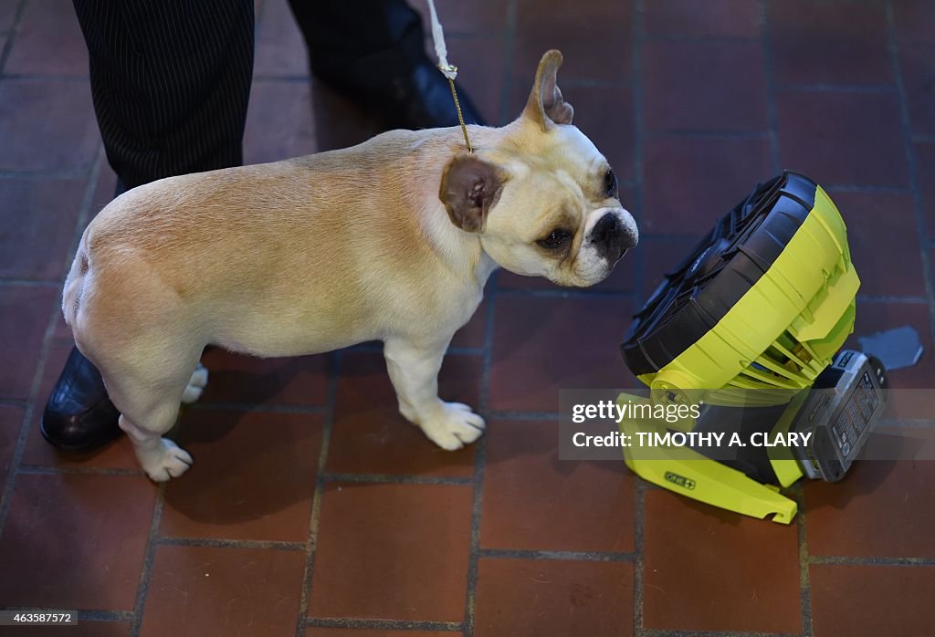 US-WESTMINSTER DOG SHOW