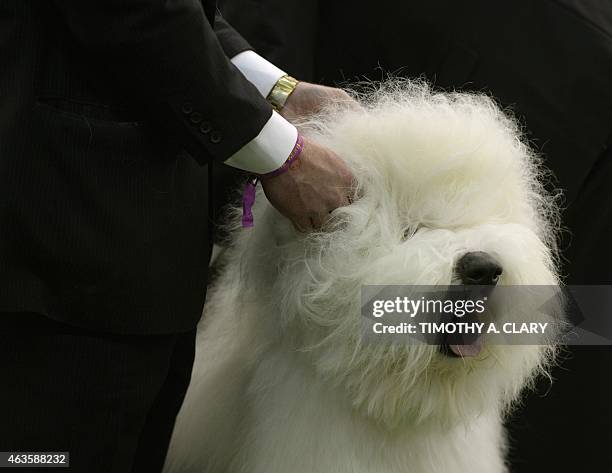 An Old English Sheepdog in the judging area at Pier 92 and 94 in New York City on the first day of competition at the 139th Annual Westminster Kennel...