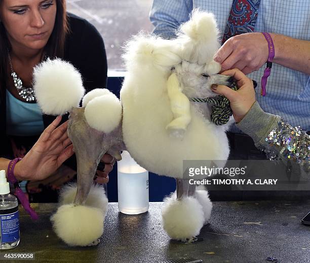 Toy Poodle in the benching area at Pier 92 and 94 in New York City on the first day of competition at the 139th Annual Westminster Kennel Club Dog...