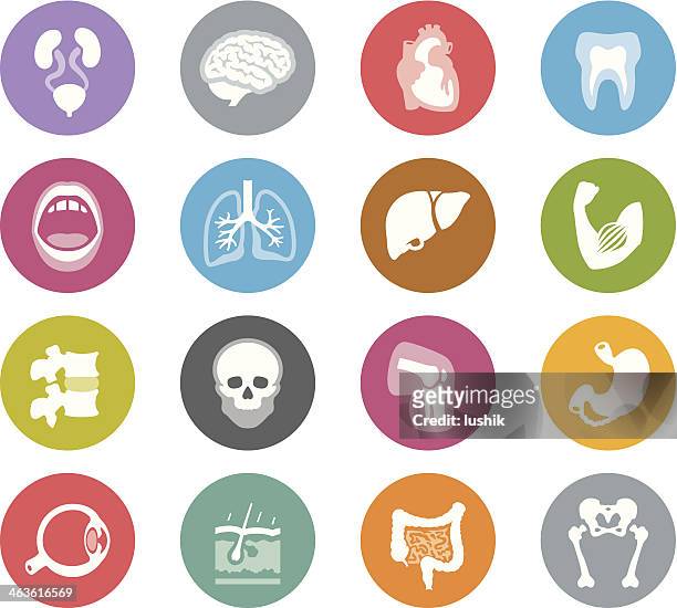 human anatomy / wheelico icons - human internal organ stock illustrations