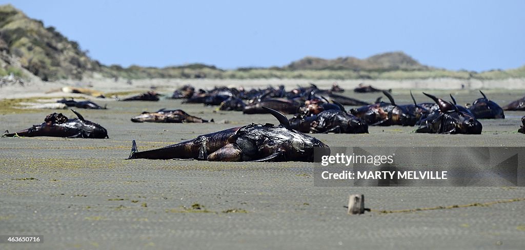 NZEALAND-ANIMAL-CONSERVATION-WHALE-STRANDING