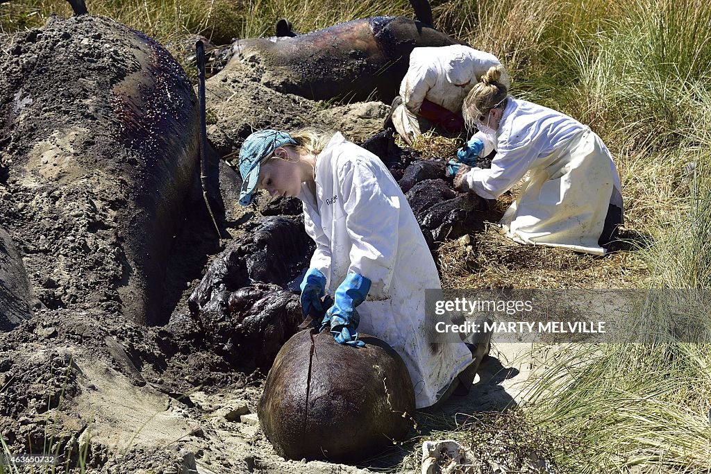 NZEALAND-ANIMAL-CONSERVATION-WHALE-STRANDING