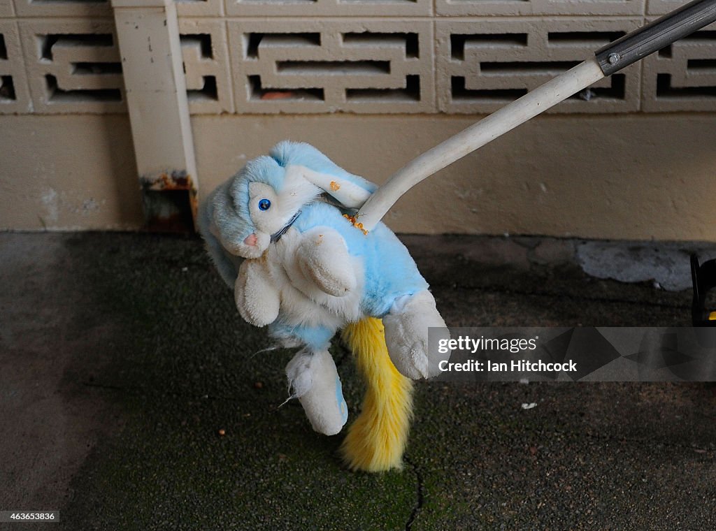 Greyhound Racing Mechanic Rabbit A toy rabbit which is used as a lure is seen at the Townsville... News ...