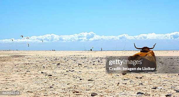 sunday at the beach - tarifa stock pictures, royalty-free photos & images