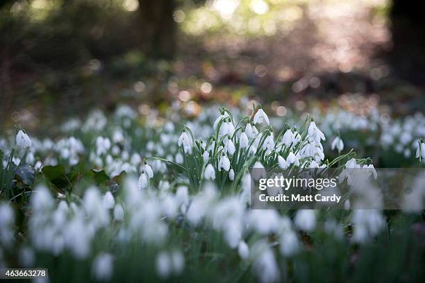 Springhead Photos and Premium High Res Pictures - Getty Images