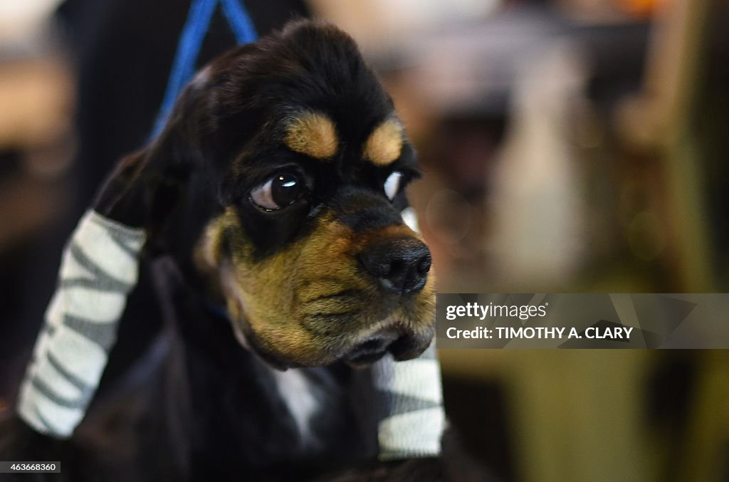 US-WESTMINSTER DOG SHOW