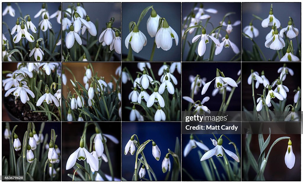 Shaftesbury Hosts Snowdrop Festival