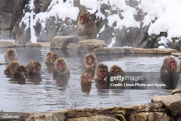 the world of snow monkey - jigokudani nagano photos et images de collection