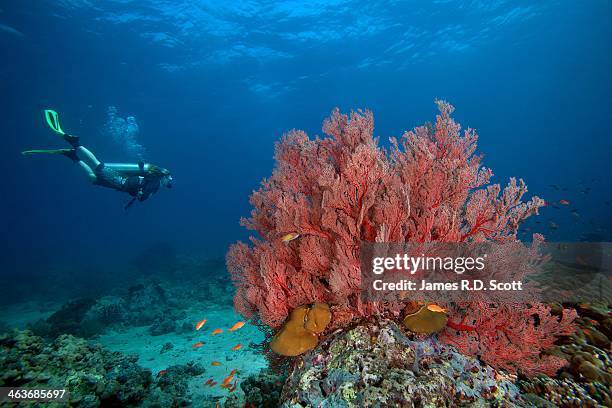 scuba diver & sea fan - andaman islands stock pictures, royalty-free photos & images