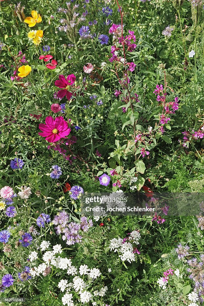 Wildflowers in summer