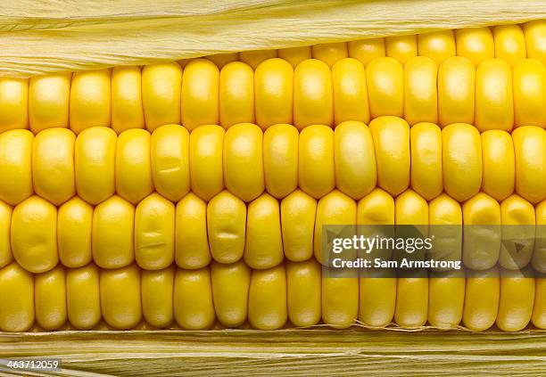 corn on the cob - maïs photos et images de collection