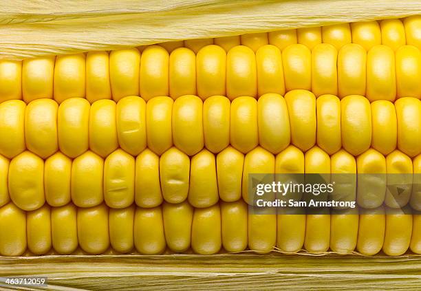 corn on the cob - corn ストックフォトと画像