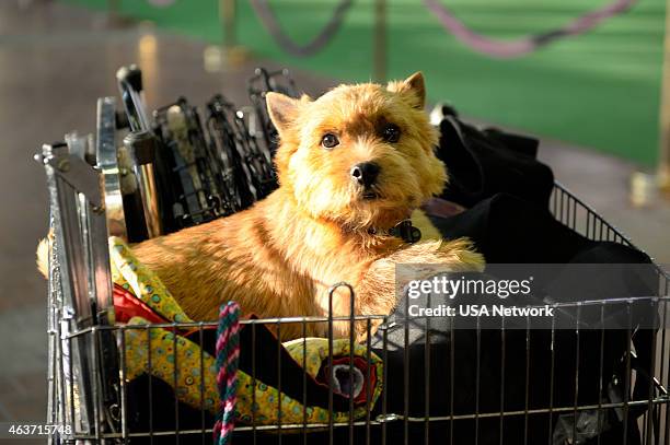 The 139th Annual Westminster Kennel Club Dog Show" at Madison Square Garden in New York City on Tuesday, February 17, 2014 -- Pictured: Norfolk...