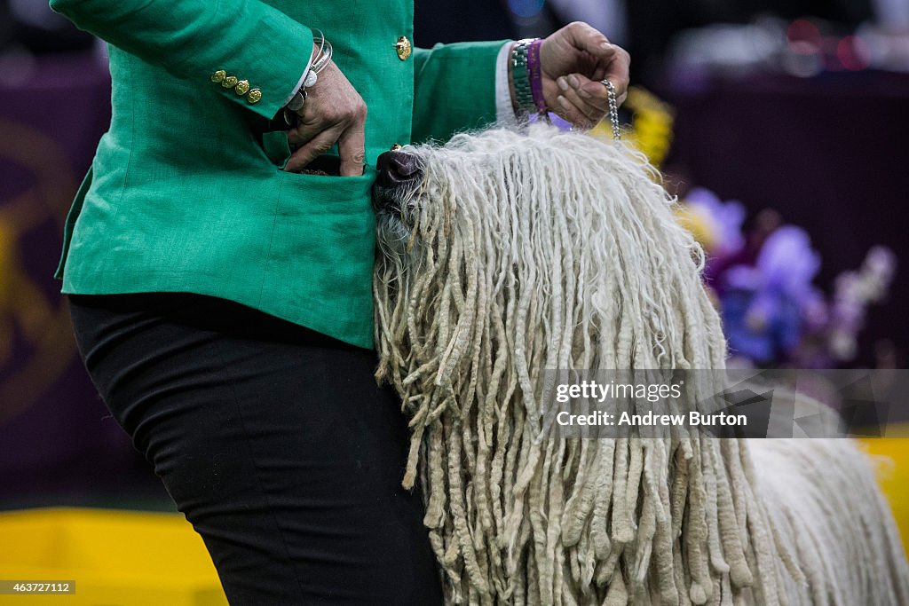 Dogs Compete In The 139th Annual Westminster Kennel Club Dog Show