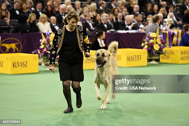 The 139th Annual Westminster Kennel Club Dog Show" at Madison Square Garden in New York City on Tuesday, February 17, 2014 -- Pictured: Anatolian...