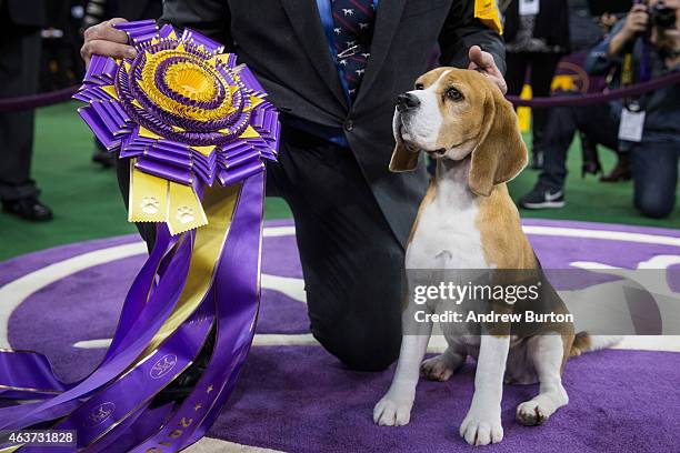 Miss P, a 15 inch beagle from the hound group, wins the Best in Show award of the Westminster Kennel Club dog show after being shown by William...