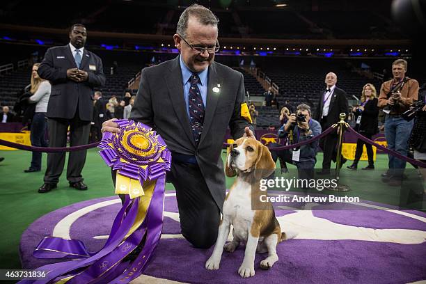 Miss P, a 15 inch beagle from the hound group, wins the Best in Show award of the Westminster Kennel Club dog show after being shown by William...