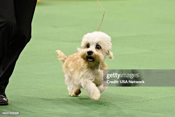 The 139th Annual Westminster Kennel Club Dog Show" at Madison Square Garden in New York City on Tuesday, February 17, 2014 -- Pictured: Dandie...