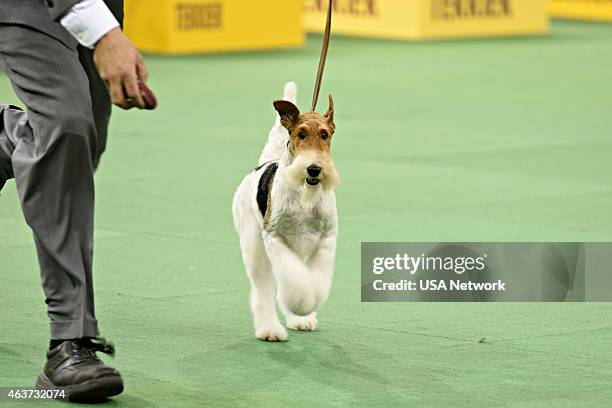 The 139th Annual Westminster Kennel Club Dog Show" at Madison Square Garden in New York City on Tuesday, February 17, 2014 -- Pictured: Wire Fox...