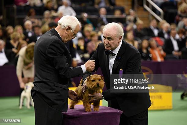 The 139th Annual Westminster Kennel Club Dog Show" at Madison Square Garden in New York City on Tuesday, February 17, 2014 -- Pictured: Norfolk...