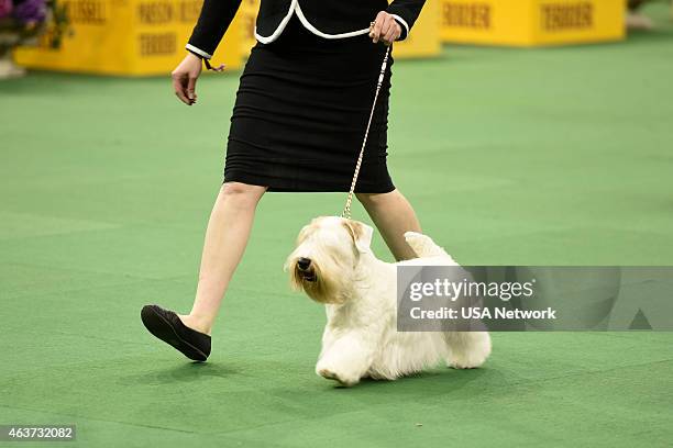 The 139th Annual Westminster Kennel Club Dog Show" at Madison Square Garden in New York City on Tuesday, February 17, 2014 -- Pictured: Sealyham...