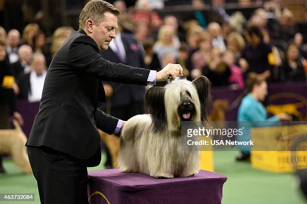 The 139th Annual Westminster Kennel Club Dog Show" at Madison Square Garden in New York City on Tuesday, February 17, 2014 -- Pictured: Skye Terrier...