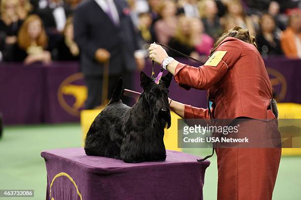 The 139th Annual Westminster Kennel Club Dog Show" at Madison Square Garden in New York City on Tuesday, February 17, 2014 -- Pictured: Scottish...