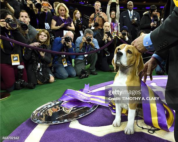 Miss P, a 15 inch Beagle with handler William Alexander, looks on after winning the "best in show" of the 139th Annual Westminster Kennel Club Dog...