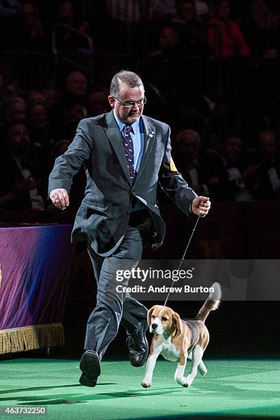 Miss P, a 15 inch beagle from the hound group, is shown by William Alexander before winning the Best in Show award of the Westminster Kennel Club dog...